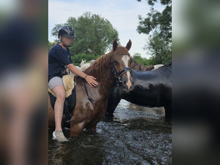 Pozostałe rasy Wałach 4 lat 145 cm Kasztanowata in Hennef