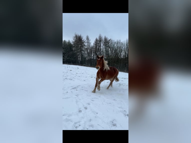 Pozostałe rasy Mix Wałach 4 lat 146 cm Gniada in Breckerfeld