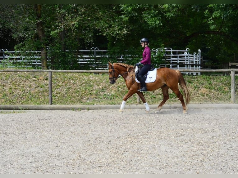 Pozostałe rasy Wałach 4 lat 150 cm Ciemnokasztanowata in Wellheim