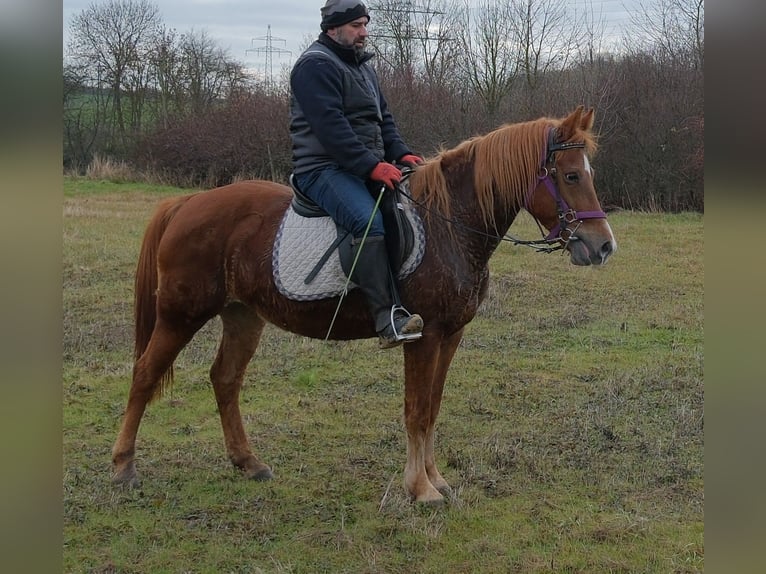 Pozostałe rasy Wałach 4 lat 150 cm Jasnogniada in Buttstädt