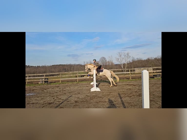 Pozostałe rasy Wałach 4 lat 152 cm Cremello in Stockport