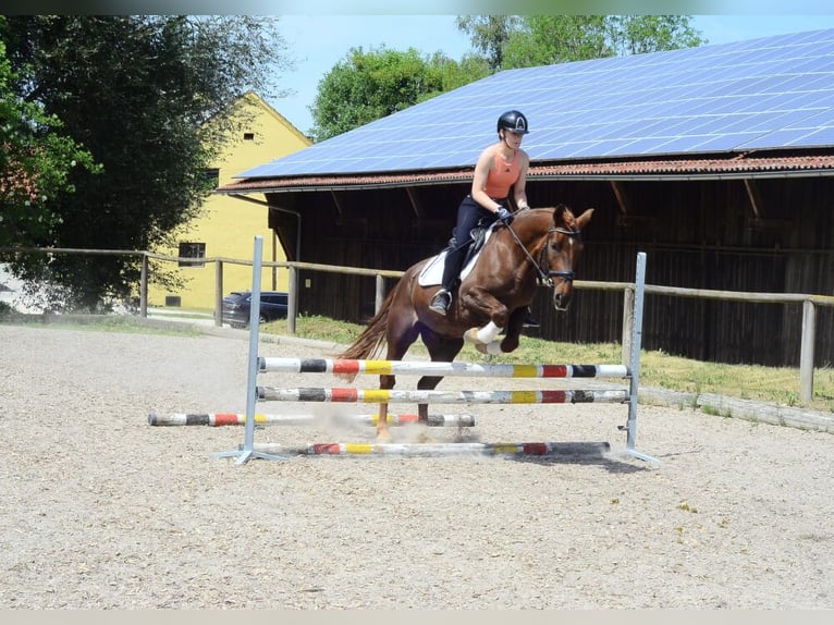 Pozostałe rasy Wałach 4 lat 152 cm Kasztanowata in Wellheim