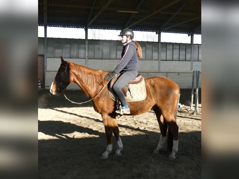 Pozostałe rasy Wałach 4 lat 155 cm Kasztanowata in Cavour