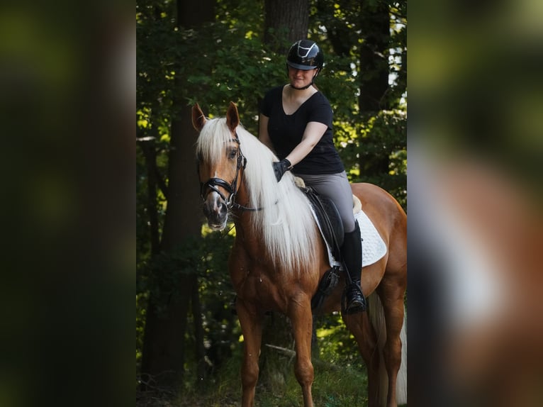 Pozostałe rasy Wałach 4 lat 160 cm Izabelowata in Nettersheim