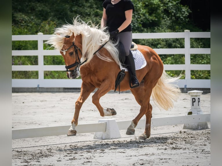 Pozostałe rasy Wałach 4 lat 160 cm Izabelowata in Nettersheim