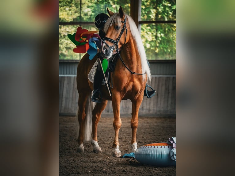 Pozostałe rasy Wałach 4 lat 160 cm Izabelowata in Nettersheim