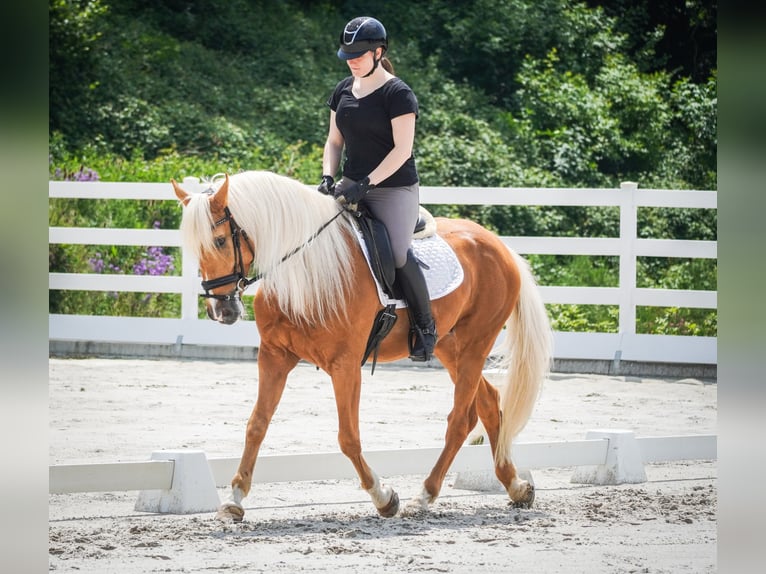 Pozostałe rasy Wałach 4 lat 160 cm Izabelowata in Nettersheim
