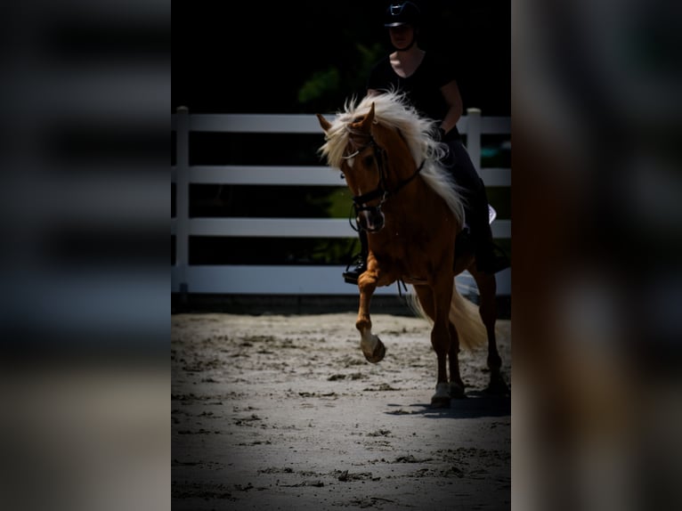 Pozostałe rasy Wałach 4 lat 160 cm Izabelowata in Nettersheim