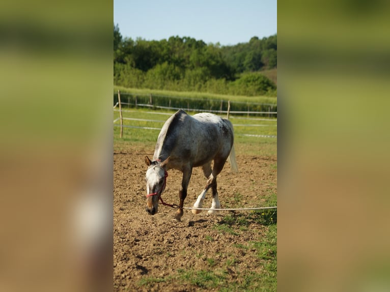Pozostałe rasy Wałach 4 lat 160 cm  in Saint-Antoine-l'Abbaye