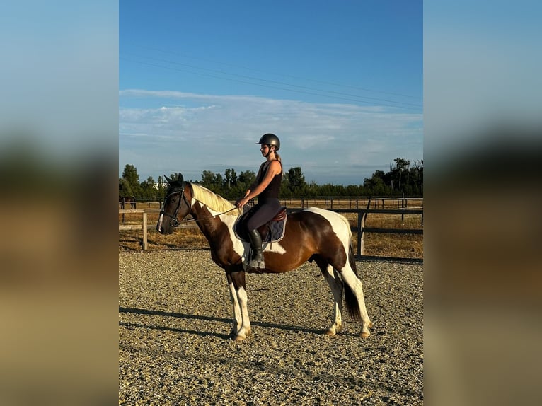 Pozostałe rasy Wałach 4 lat 160 cm Srokata in Toulouse