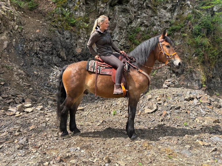 Pozostałe rasy Wałach 4 lat 163 cm Gniada in Linkenbach