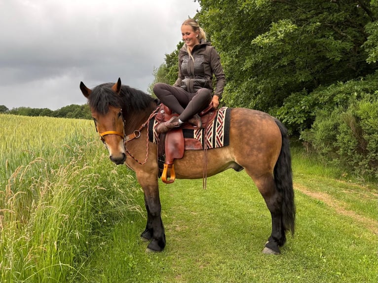 Pozostałe rasy Wałach 4 lat 163 cm Gniada in Linkenbach