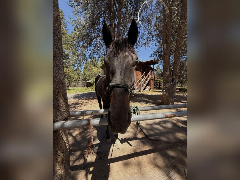 Pozostałe rasy Wałach 4 lat 163 cm Kara in Truckee