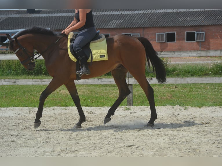 Pozostałe rasy Wałach 4 lat 164 cm Gniada in Breda