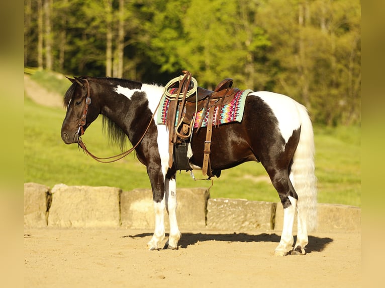 Pozostałe rasy Wałach 5 lat 132 cm Srokata in Millersburg