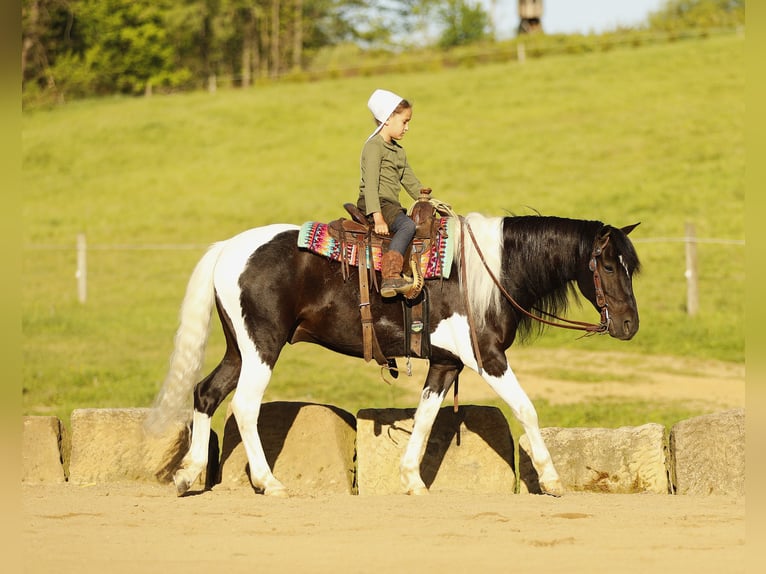 Pozostałe rasy Wałach 5 lat 132 cm Srokata in Millersburg