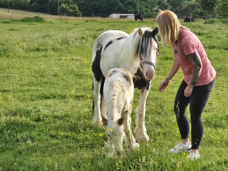 Pozostałe rasy Wałach 5 lat 135 cm Srokata in Linkenbach