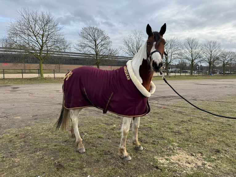 Pozostałe rasy Wałach 5 lat 145 cm Srokata in Heusden zolder