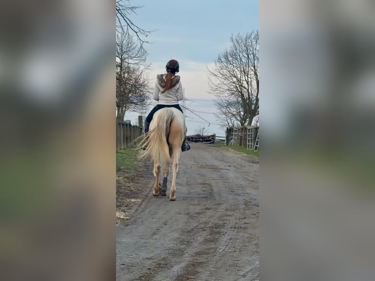 Pozostałe rasy Wałach 5 lat 146 cm Cremello in Grevenbroich