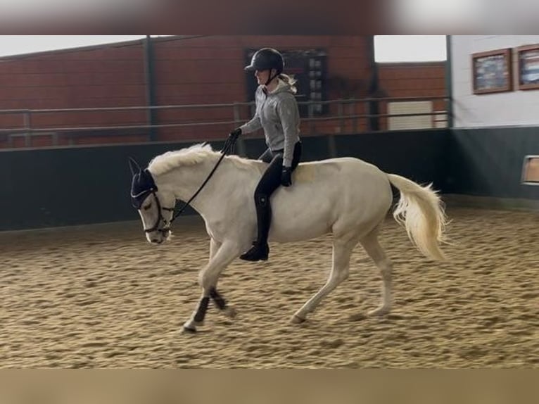 Pozostałe rasy Wałach 5 lat 147 cm Izabelowata in Bad Zwischenahn