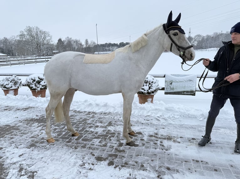 Pozostałe rasy Wałach 5 lat 147 cm Izabelowata in Bad Zwischenahn