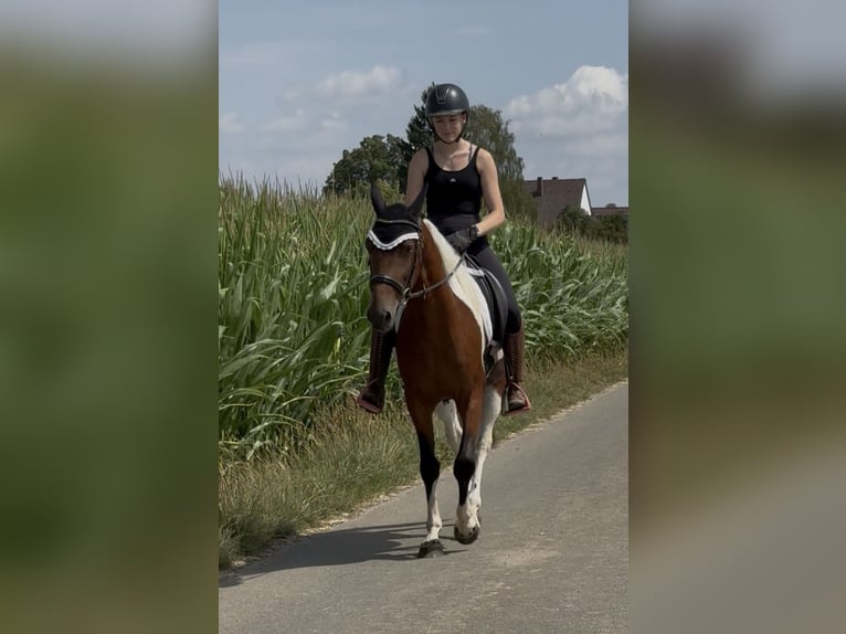 Pozostałe rasy Wałach 5 lat 150 cm Srokata in AchstettenAchstetten