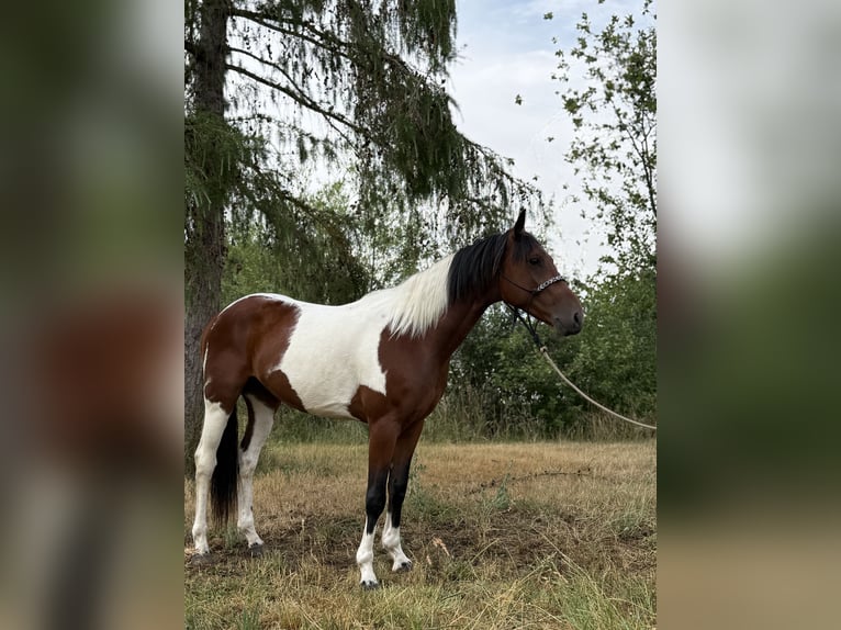 Pozostałe rasy Wałach 5 lat 150 cm Srokata in AchstettenAchstetten