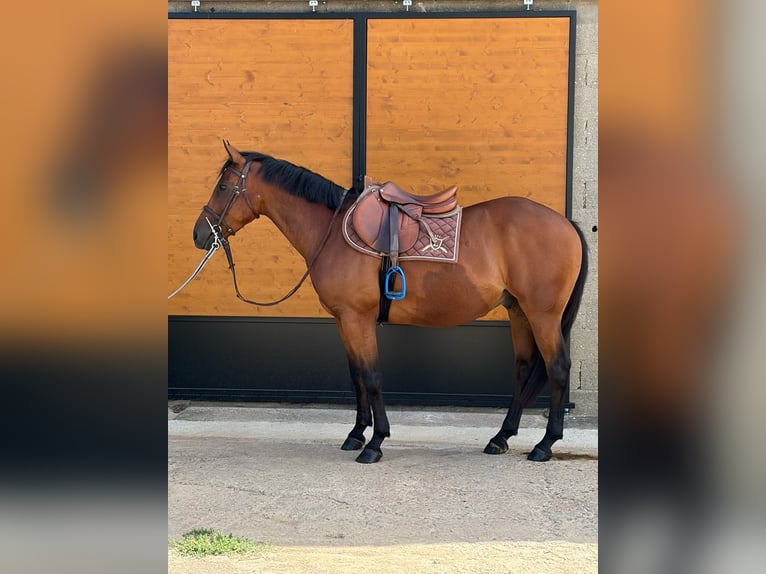 Pozostałe rasy Wałach 5 lat 152 cm Gniada in Chavannes sur reyssouze