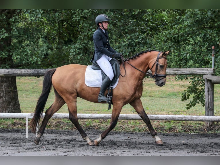 Pozostałe rasy Wałach 5 lat 157 cm Bułana in Saint-Martin-du-Manoir