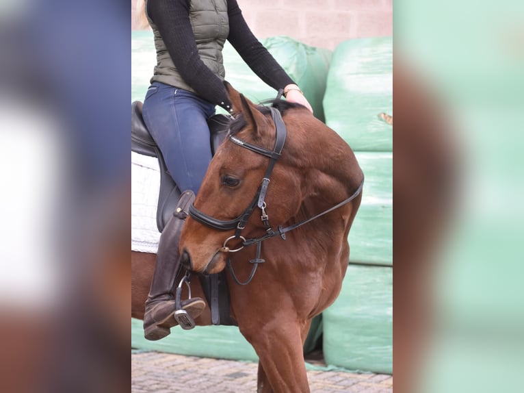 Pozostałe rasy Wałach 5 lat 158 cm Gniada in Achtmaal