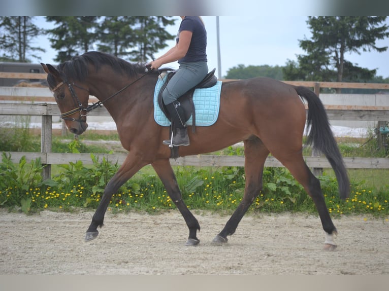 Pozostałe rasy Wałach 5 lat 166 cm Gniada in Breda