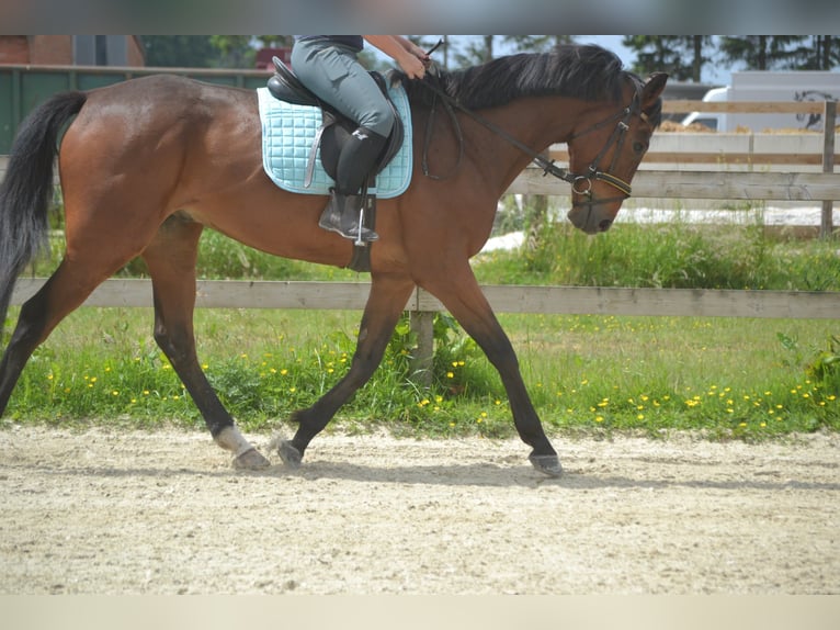Pozostałe rasy Wałach 5 lat 166 cm Gniada in Breda