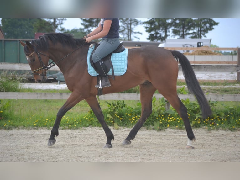 Pozostałe rasy Wałach 5 lat 166 cm Gniada in Breda