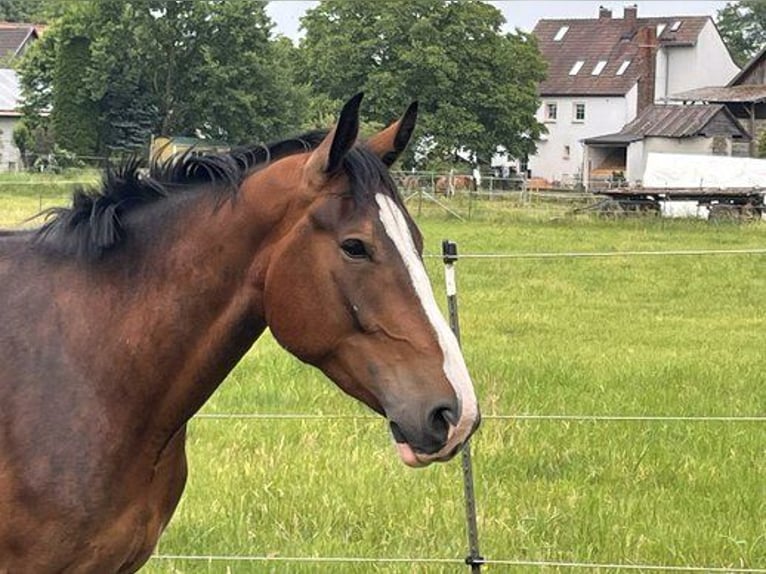 Pozostałe rasy Mix Wałach 5 lat 176 cm Gniada in Sonnefeld