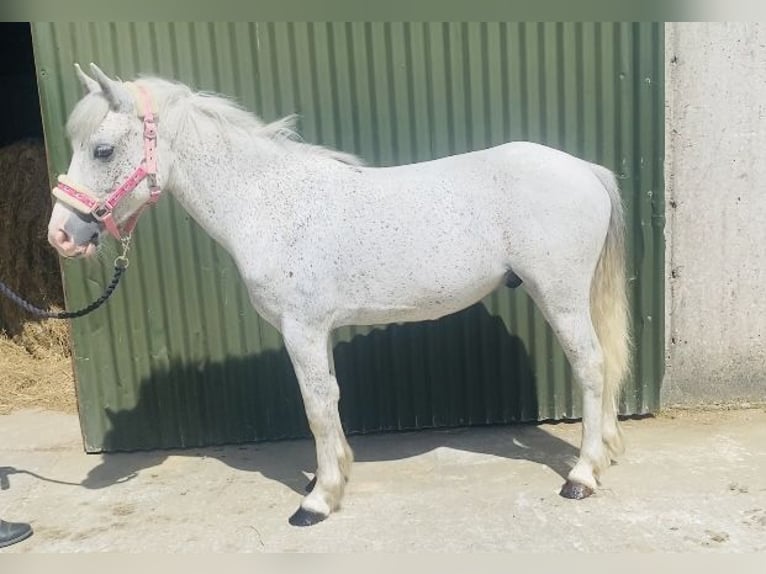 Pozostałe rasy Wałach 6 lat 123 cm Siwa w hreczce in Sligo