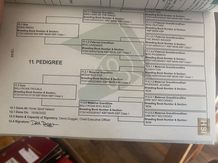 Pozostałe rasy Wałach 6 lat 123 cm Siwa w hreczce in Sligo