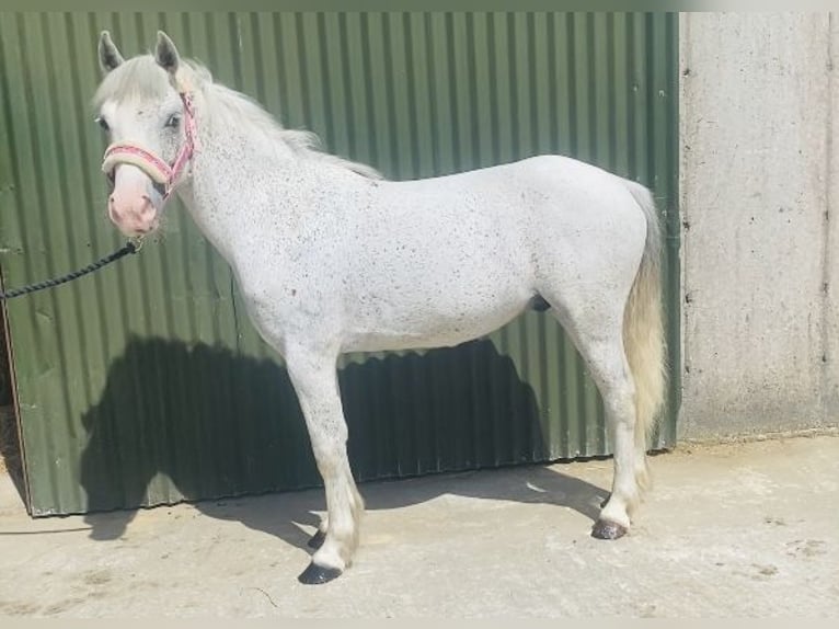 Pozostałe rasy Wałach 6 lat 123 cm Siwa w hreczce in Sligo