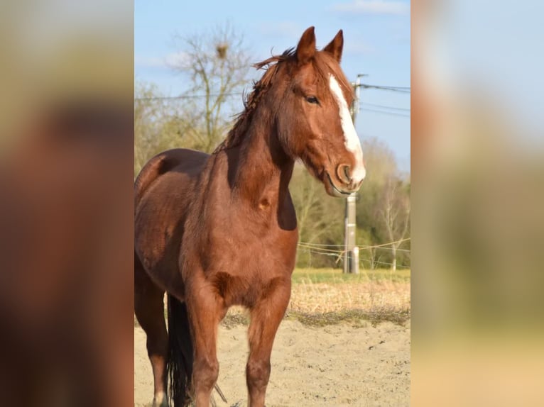 Pozostałe rasy Mix Wałach 6 lat 145 cm Ciemnokasztanowata in Dilbeek