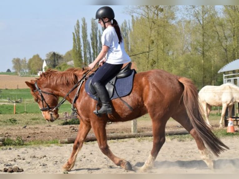 Pozostałe rasy Mix Wałach 6 lat 145 cm Ciemnokasztanowata in Dilbeek