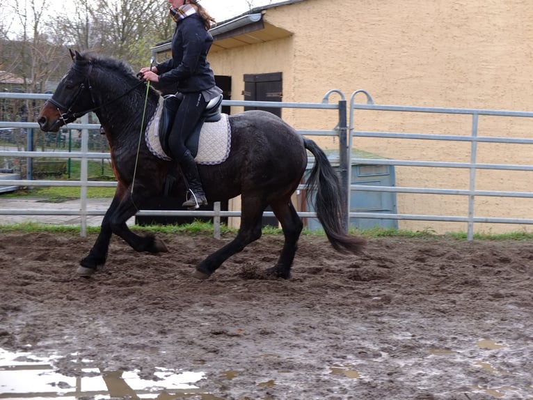 Pozostałe rasy Mix Wałach 6 lat 148 cm Formy Brown Falb in Buttstädt