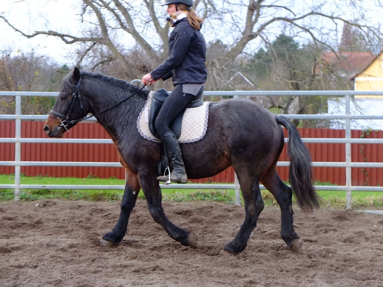 Pozostałe rasy Mix Wałach 6 lat 148 cm Formy Brown Falb in Buttstädt