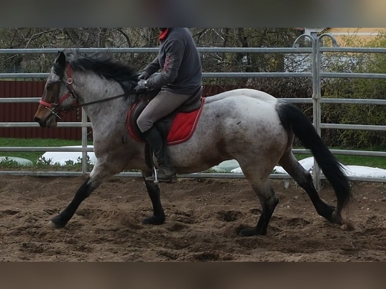 Pozostałe rasy Wałach 6 lat 148 cm Gniadodereszowata in Rudersdorf
