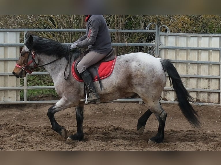 Pozostałe rasy Wałach 6 lat 148 cm Gniadodereszowata in Rudersdorf