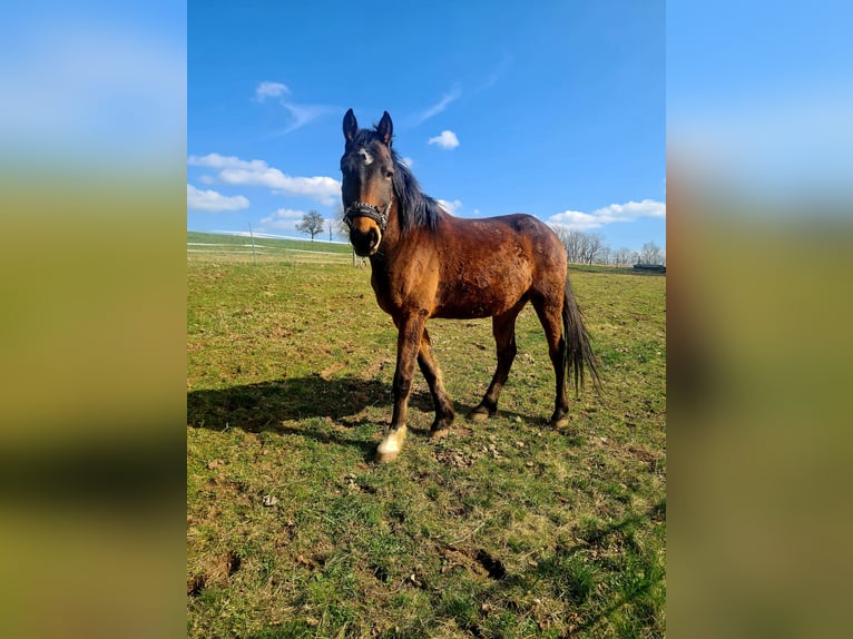 Pozostałe rasy Wałach 6 lat 152 cm Gniada in Leutershausen