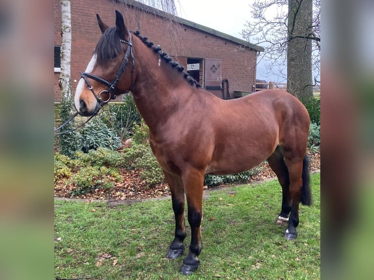 Pozostałe rasy Wałach 6 lat 153 cm Gniada in Hopsten