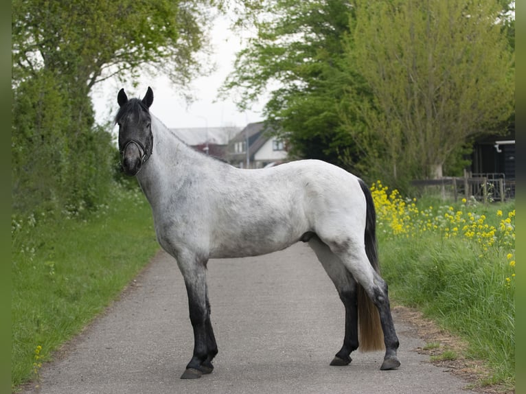 Pozostałe rasy Wałach 6 lat 153 cm in Middelharnis