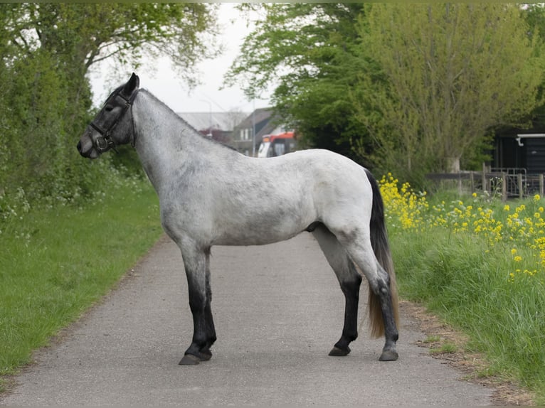 Pozostałe rasy Wałach 6 lat 153 cm in Middelharnis