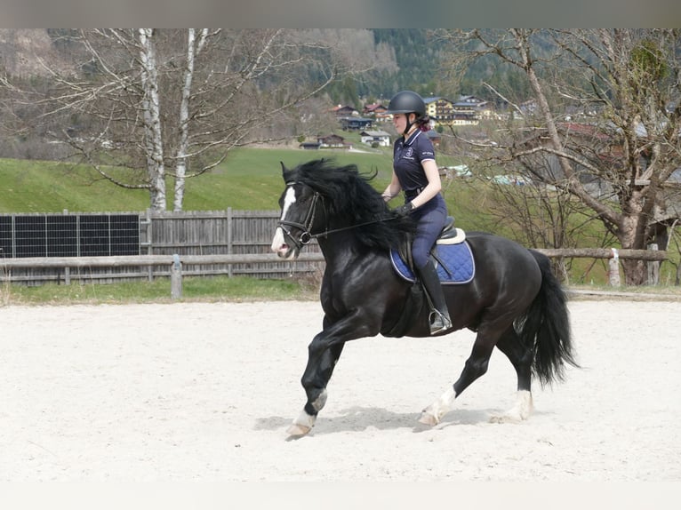 Pozostałe rasy Wałach 6 lat 154 cm Kara in Ramsau