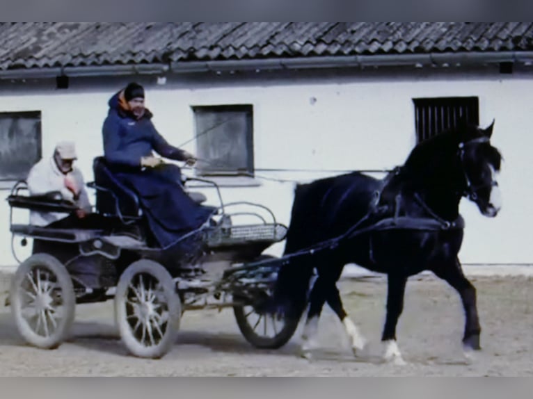 Pozostałe rasy Wałach 6 lat 154 cm Kara in Ramsau
