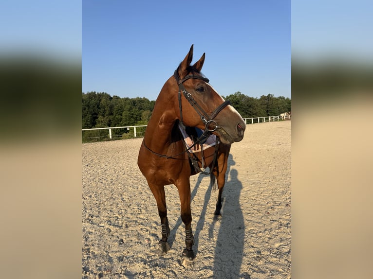Pozostałe rasy Wałach 6 lat 162 cm Gniada in Łyczanka
